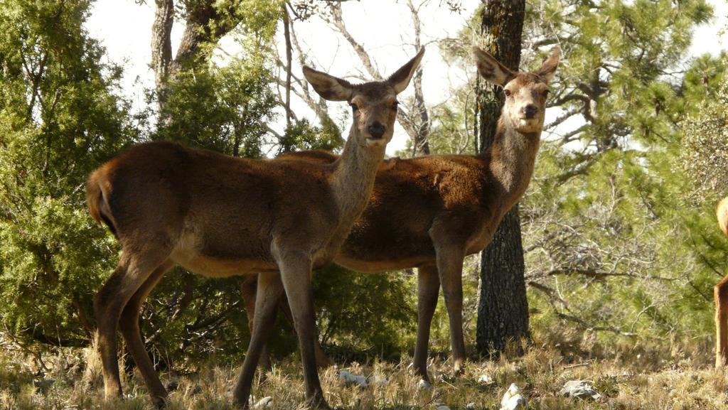 Hotel Rural Montana De Cazorla Arroyo Frio Kültér fotó